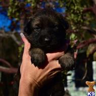german shepherd puppy posted by Yosemite _Shepherds